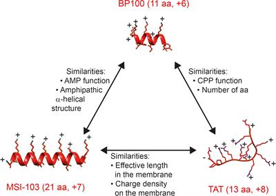 Overlapping Properties of the Short Membrane-Active Peptide BP100 With (i) Polycationic TAT and (ii) α-helical Magainin Family Peptides